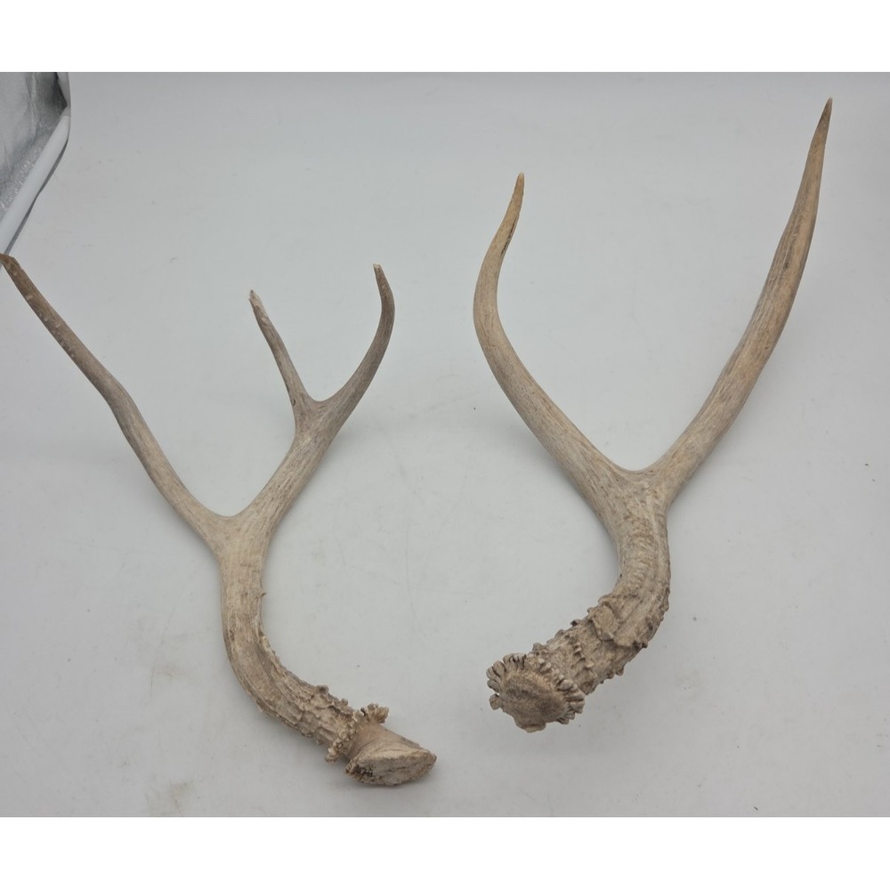 Deer Antler Sheds 2 Point and 3 Point - Western CO Sheds - SEE DESCRIPTION